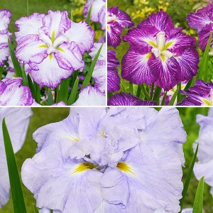 New DinnerPlate Hardy Iris