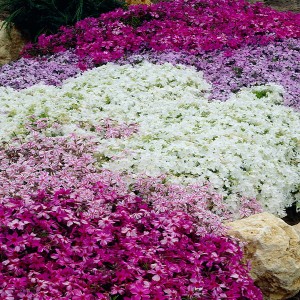 Carpet Phlox Collection Jumbo Plugs (12 Pack)