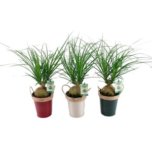 Ponytail Palm 'Beaucarnea Recurvata' 13cm Zinc Pot