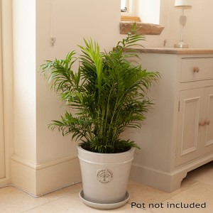 Areca Palm 'Butterfly Palm' 24cm Pot 1.2m Tall