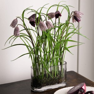 Oxford Fritillaries with BONUS Silk Flower Cleaning Spray 1603633