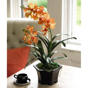 Orange Potted Vanda Orchid with BONUS Silk Flower Cleaning Spray 1603633