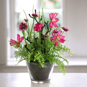 Cosmos Garden with BONUS Silk Flower Cleaning Spray 1603633