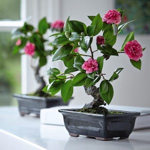 Camellia Bonsai with BONUS Silk Flower Cleaning Spray 1603633