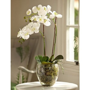 White Double Phalaenopsis with BONUS Silk Flower Cleaning Spray 1603633
