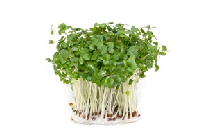 Kiełki brokuła BIO 200 g