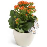 Kalanchoe