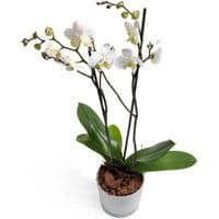 ad1e71100271a44552f24aea7a340f13
