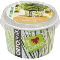 Doniczka z nasionami cytryny Green