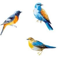 Zestaw zakładek 30 do książki Stikki Marks Winter Birds